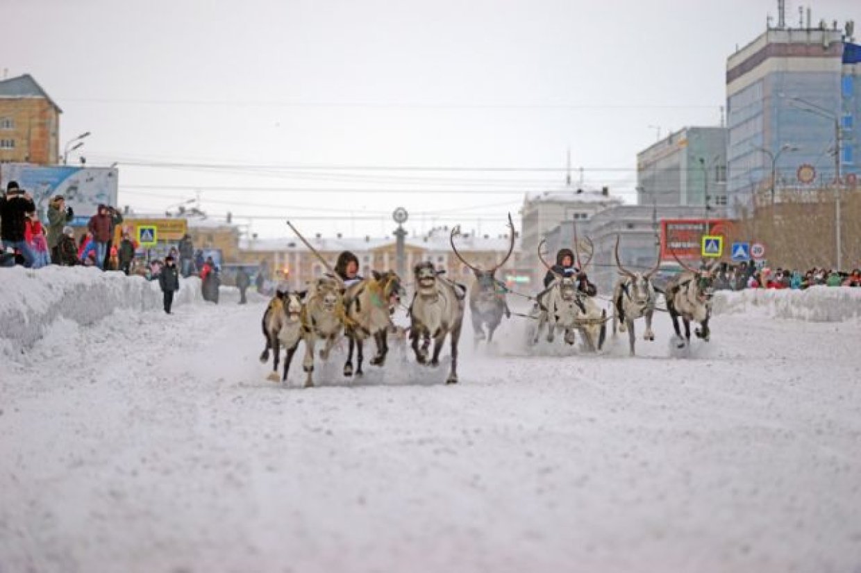 День города воркута. Оленьи гонки Воркута. Оленьи бега Воркута 2022. Гонки на оленьих упряжках Воркута. Воркута город 2019.